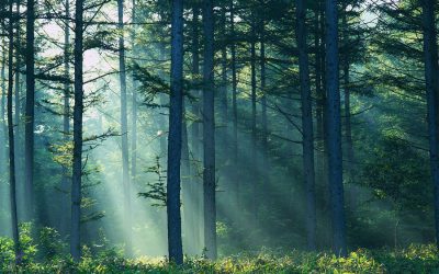 5 Nye navneservere går i luften.